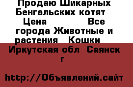 Продаю Шикарных Бенгальских котят › Цена ­ 17 000 - Все города Животные и растения » Кошки   . Иркутская обл.,Саянск г.